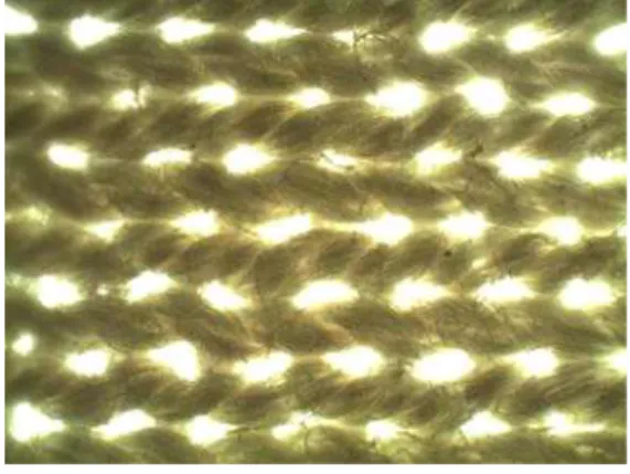 Fig. 5. This took to dye again as alum mordant after dyed in first mordant using cotton with biological microscope.