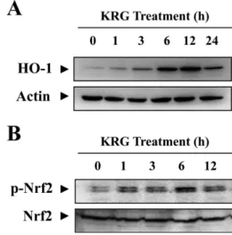 Fig. 5 − Attenuation of 6-OHDA-induced peroxynitrite formation and subsequent nitrosative damages by KRG