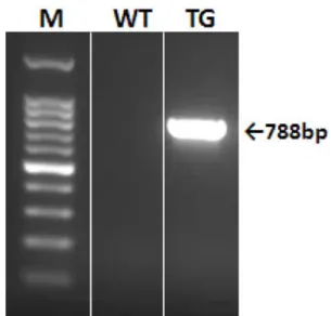 Fig. 1 − PCR screening for GRIN3A-overexpressing transgenic mice.