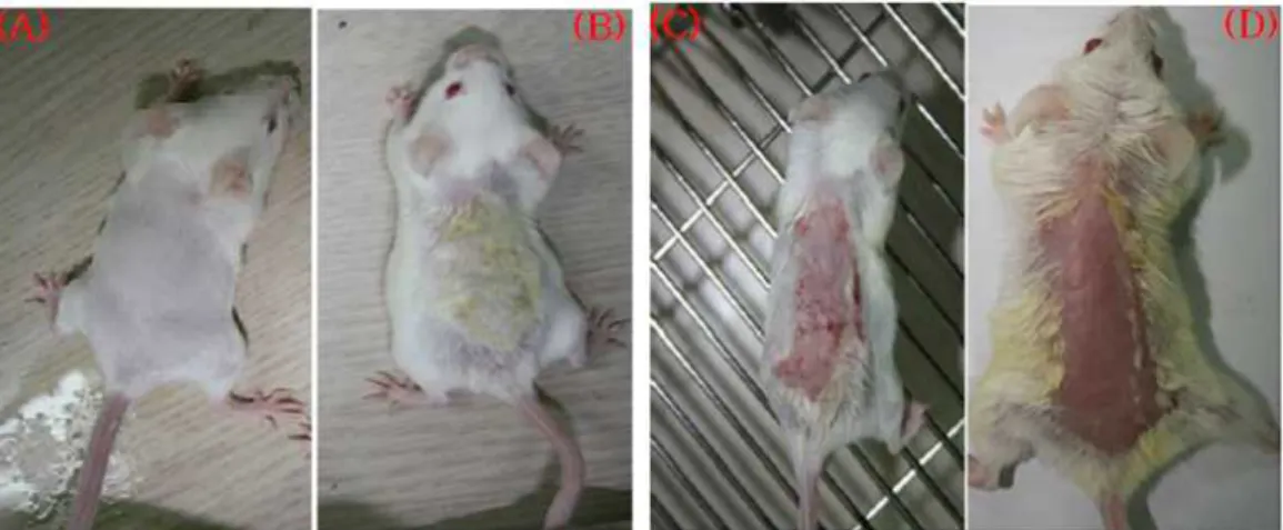 Fig. 2. The effects of cream containing a herb extracts mixed with Houttuynia cordata in DNCB-induced atopic dermatitis BALB/c mouse