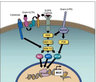Fig. 4 − Schematic of signal transduction pathways that regulate mucin gene transcription (Rose and Voynow, 2006)