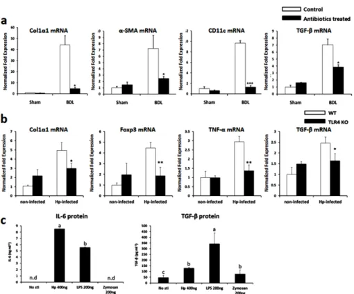 Fig. 3 − H. pylori-induced profibrogenic responses are dependent on TLR4. (a) Expression of profibrogenic markers in the liver of two groups (Control vs