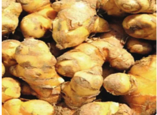Fig.  1.  Stem  plant  of  harvested  Curcumin.