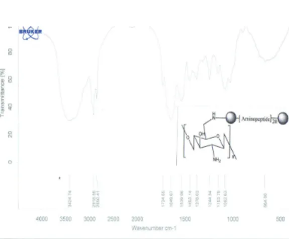 Fig.  7.  FT-  IR  Spectrum  of  polyamino  acid  chitosan[PAACTS].     그리고  미세  구조적  특성에서는  키토산과  PAACTS  화합물이  결합된  필름을  액체질소에  급냉  시켜  파단한  후  주사전자현미경으로  20  kv의  가속전압을  가하면서  파단면의  형태학적  특성들을  관찰하고  그  결과를  Fig