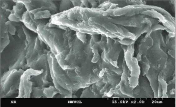 Fig. 2. SEM  photographs  of  PAA  CTS,  surface  (X  400).