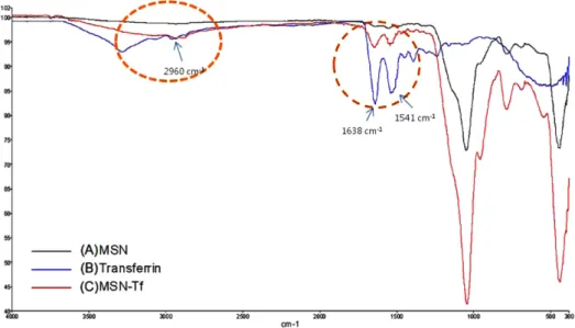 Fig. 1 − FT-NIR spectra of MSN (A), transferrin (B), MSN-Tf (C). Samples were recorded at a frequency range of 4000-380 cm -1 .