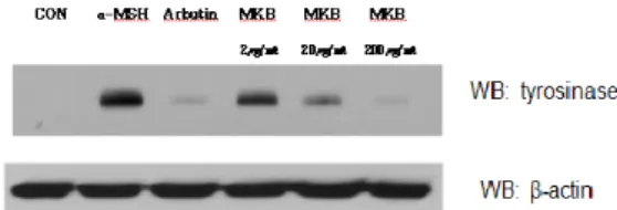 Fig. 11. Effect  of  H 2 O-extracts  of  BJ(BaeckJi),  S.S(SeaSin),  B.K.J(BaeckGangJam)  and  M.K.B(MyunKanBang)  on  tyrosinase    expression  in  B16F10  melanoma  cells(CON  represents  a  contol  group.) 