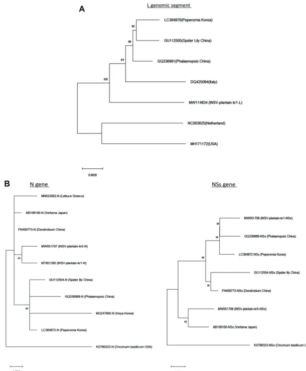 Fig. 3. Phylogenetic analysis by Maximum Likelihood method showing the evolutionary relationship of genes of ‘INSV-plantain kr1’ and ‘INSV-