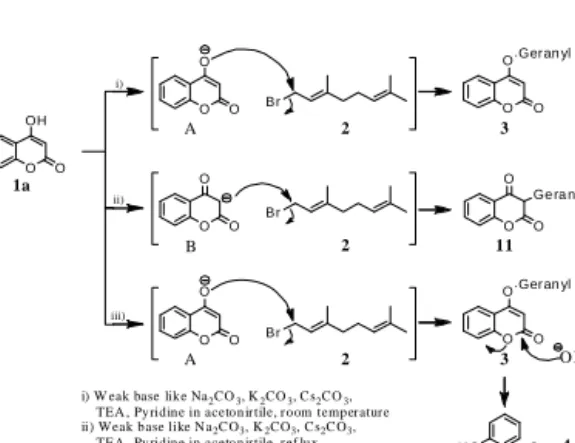 Fig  2.  Reaction  of  hydroxycoumarin  1b-h  in  5,6,7,8  locations  and  geranylbromide  2  liver     그리고  강염기  조건하에서의  쿠마린의  에스터 결합의  고리  열린  제라닐  아크릴산  12  -  18이  얻었다