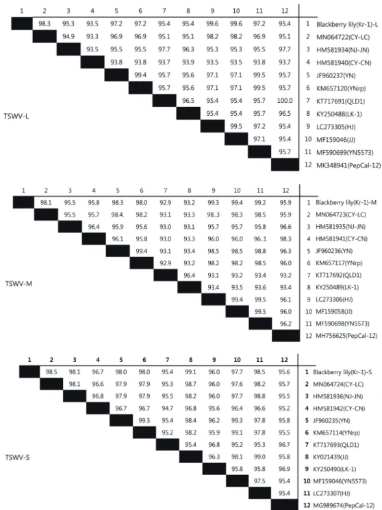 Fig. 2. The comparison of nucleotide sequence identity of TSWV ‘Blackberry lily-kr1’ isolates with other TSWV isolates available in GenBank 