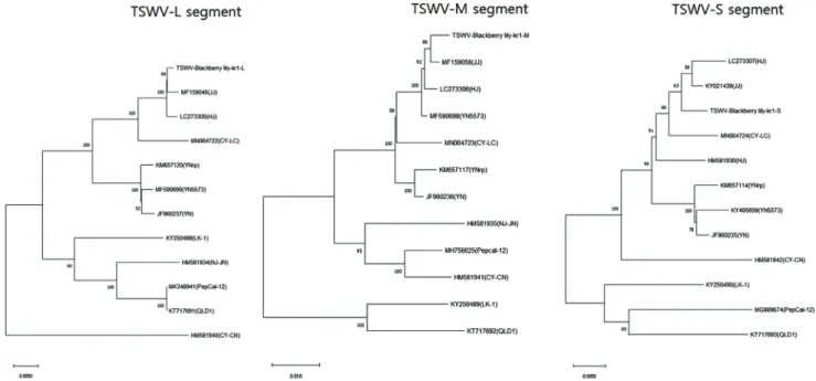 Fig. 3. Phylogenetic analysis by maximum likelihood method showing the evolutionary relationship of ‘Blackberry lily-kr1’ TSWV isolate 