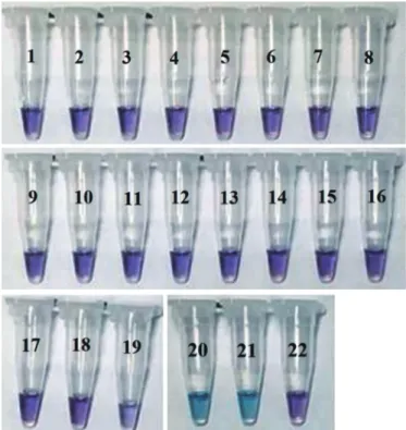 Fig. 3. Sensitivity of created mqsA primer set. Verification of detec-