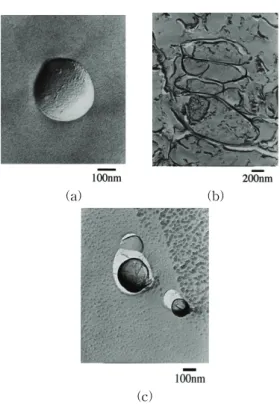 Fig.  3.  Freeze  fracture  electron  micrographs  liposomes  prepared  by  scRPE  method