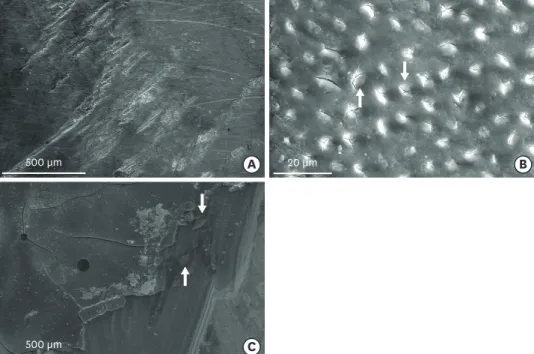 Figure 3.  Scanning electron photomicrographs of the debonded specimens along the dentin side