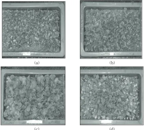 Fig.  9.  Photo  scene  of  Blank  that  after  20  days  in  application  experiment.
