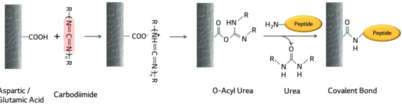 Figure  1.  Schematic  diagram  of  peptide-binding  mechanism  by  the  carbodiimide  chemistry  via  O-acyl  urea.