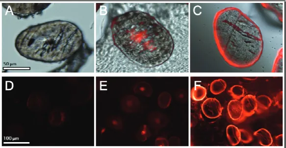 Figure 3. Representative fluorescence microscope images (400 X, 200 X) of hair treated with TAMRA-STTSS (left column), hair treated with TAMRA-DEEDD (mid column), and hair treated with TAMRA-RKKRR (right column)  followed  by  treatment  of  EDC  solutions