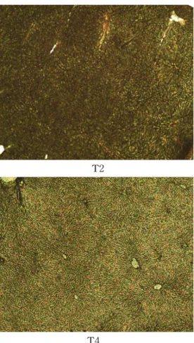 Fig.  1.  The  light  microscopic  features  of  liver  in  rats  (H&amp;E,  x200);  T1(control),  T2(                       