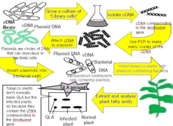 Fig.  2.  The  GLA  gene  insertion  method  to  a  tobacco  plant.                                                5