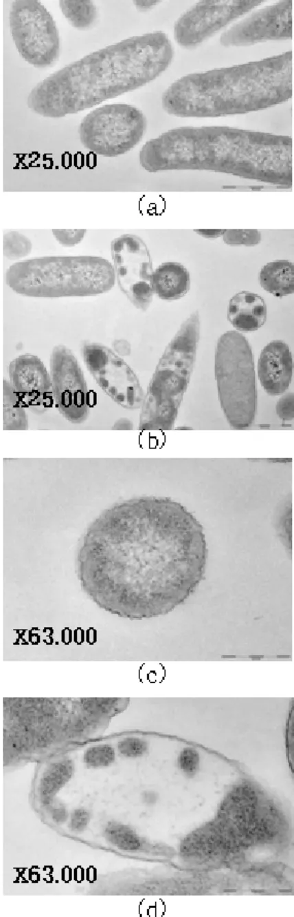 Fig.  1.  TEM  Morphology  of  S.  aureus;  (a)  before  treating  1,2-hexandiol(x25,000),  (b)  after  treating  1.0  wt  %  of  1,2-hexandiol(x25,000),  (c)  before  treating  1,2-hexandiol(x63,000),  (d)  after  treating  1.0  wt  %  of  1,2-hexandiol(x