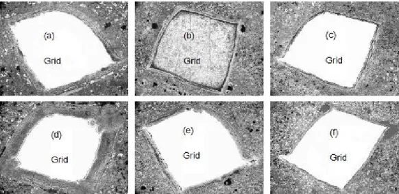 Fig.  3.  Corrosion  layers  formed  at  the  interface  of  the  Pb-Ca-Sn  alloy  grids  and  active  material  after  the  cycle  20th;  (a)  C1S1,  (b)  C1S2,  (c)  C1S3,  (d)  C2S1,  (e)  C2S2,  (f)  C2S3