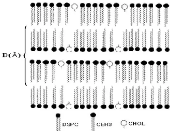 Fig.  2.  Schematic  representation  of  the  model  membrane  based  on  the  DSPC/CER3/ 
