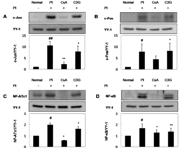 Fig. 4 − Effects of C3G on PI-induced activation of transcription factors involved in the Th2-associated cytokines expression