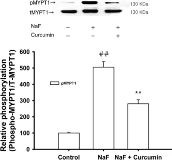 Fig. 5 − Effect of curcumin (0.1 mM) on phorbol ester (1 µM)- µM)-induced increases in phospho-ERK1/2 levels