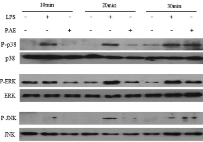 Fig. 6 − Effects of PAE on phosphorylation of MAP kinases. Raw 264.7 cells were treated with 40 µg/ml PAE or LPS (1 µg/