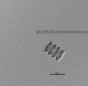 Fig.  6.  Detection  confidence  of  Desmodesmus communis  for  five,  10,  20  and  30  genera  data  sets.