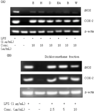 Fig. 5 − Effects of ethanol extract and solvent fractions of Clematis mandshurica  on iNOS and COX-2 mRNA expression in LPS-activated RAW 264.7 cells (A) and Effects of dichloromethane fractions on iNOS and COX-2 mRNA expression (B)