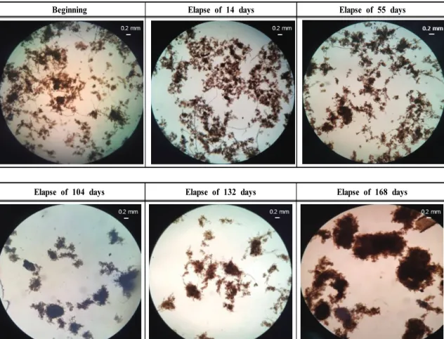Table  6.  Microbial  community  analysis  of  Aerobic  granular  sludge  and  Activated  sludge
