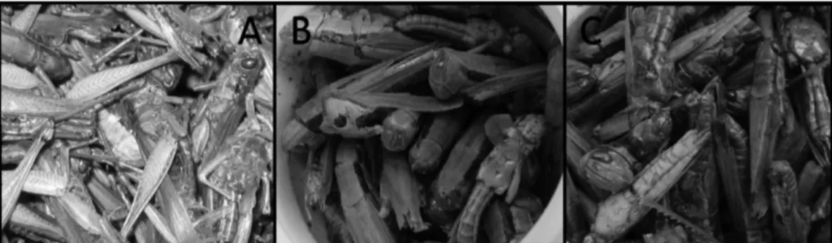 Fig. 1 − Rice grasshoppers Oxya japonica japonica Thunberg used in the study. Panel A shows the dried rice grasshoppers from North Korea, and Panels B and C, respectively, shows the freeze-dried and the hot-air-dried rice grasshoppers from China.