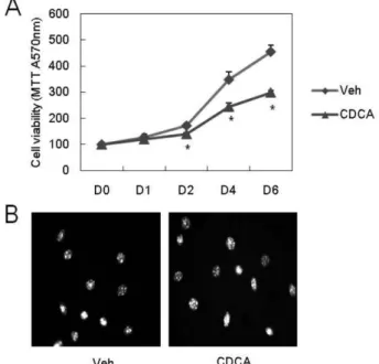 Fig. 2 − The effects of CDCA on cell cycle-related molecules. Osteoclast precursor cells were cultured with or without the CDCA (100 μM) in the presence of M-CSF (30 ng/ml) for 24 h