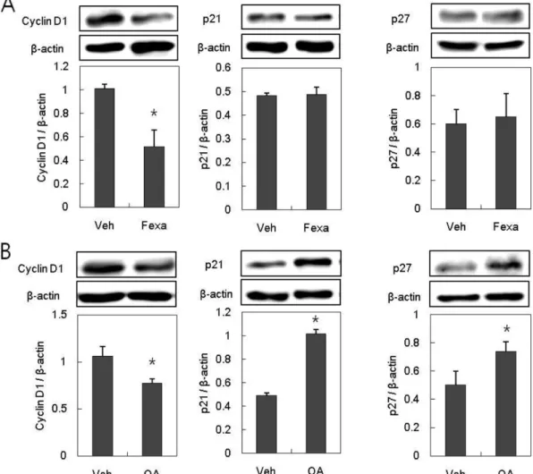 Fig. 4 − The effects of agonists for bile acid receptors on cell cycle-related molecules