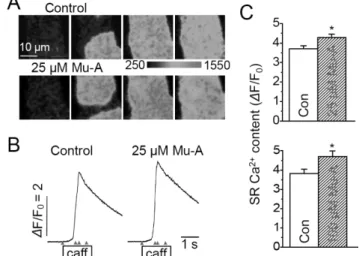 Fig. 3 − Increases of SR Ca 2+  content and fractional release by murrayafoline-A. (A) Series of two-dimensional confocal Ca 2+  images recorded (120 Hz) in a representative cell during caffeine (10 mM) application before and after 3-min application of 25 