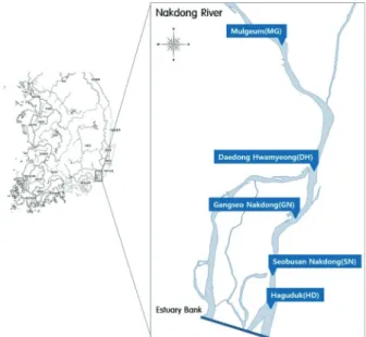 Fig.  1.  Sampling  points  in  the  downstream  Nakdong  River.