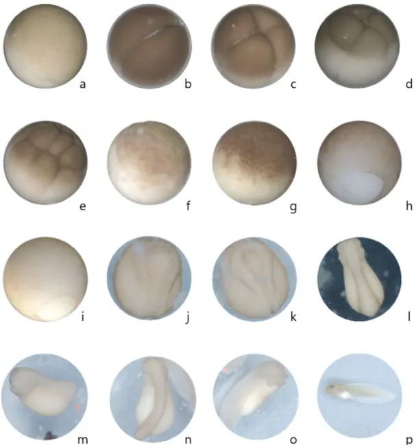 Fig. 1. Developments of eggs and tadpoles of Pelophylax chosenicus. 