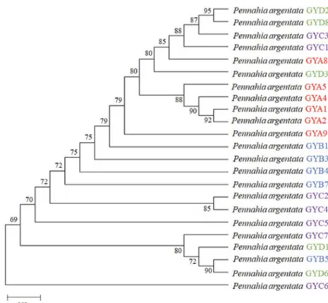 Fig. 3.  Phylogenetic tree of the COI sequences in P. argentata constructed by neighbor-joining analysis (bootstrap value 1000)