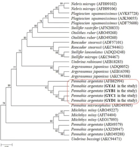 Fig. 4.  Phylogenetic tree of the COI sequences in 13 species of fish constructed by neighbor-joining analysis (bootstrap value 1000)
