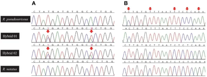 Table 4.  Difference in polymorphic base sequences of recombination activating gene 1 (RAG1) between natural hybrids (Hybrid 01 and 