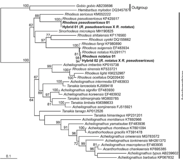 Fig. 3.  Phylogenetic trees created based on the DNA sequence of the mitochondrial cytochrome b gene (COB) of natural hybrids (Hybrid 01 