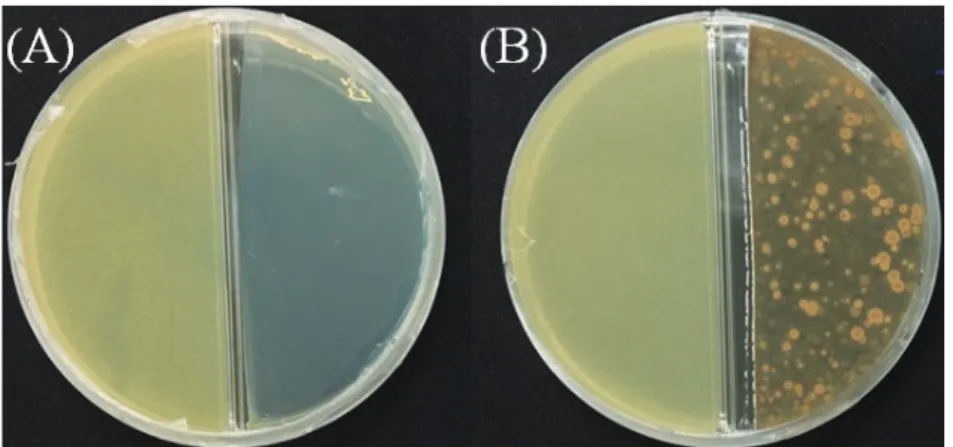 Fig. 9. Effects of volatiles produced by the isolate J46 against Xap. A: Bennett agar, B: J46 (right) and Xap (left).