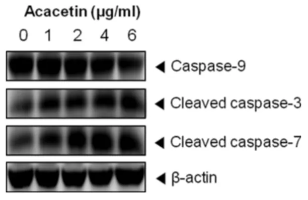 Fig. 6 − Effects of caspase inhibitor on acacetin-induced apoptosis.