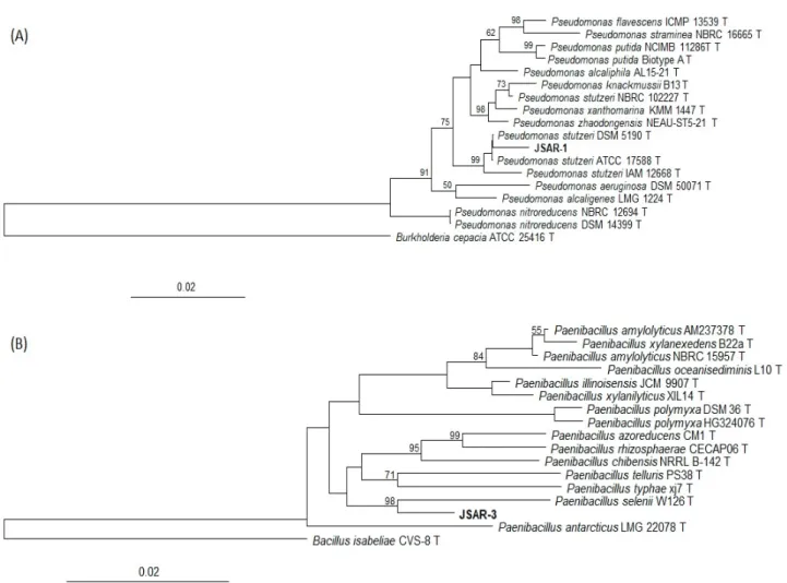Fig. 1. Neighbor-joining phylogenetic treesof (A) JSAR-1 and (B) JSAR-3 using ARB 6.0.6