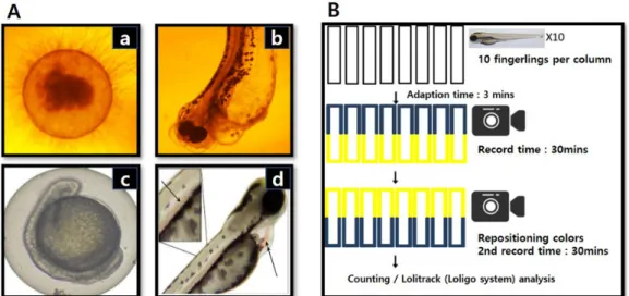 Fig. 1. Lethal dose criterion of zebrafish egg exposure experimental (A), Zebrafish cognition ability  and behavior change test model (B)