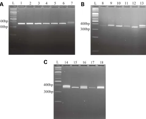 Fig. 1.  PCR products visualized on an agarose gel to determine the gender of the parrots examined