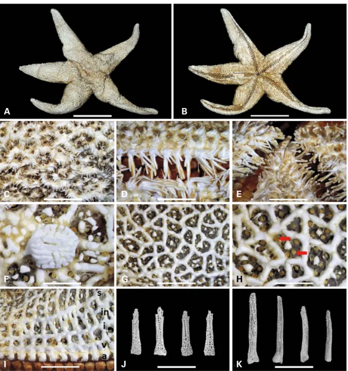 Fig. 1.  Henricia perforata. A. abactinal side; B. actinal side; C. abactinal paxillae; D, K