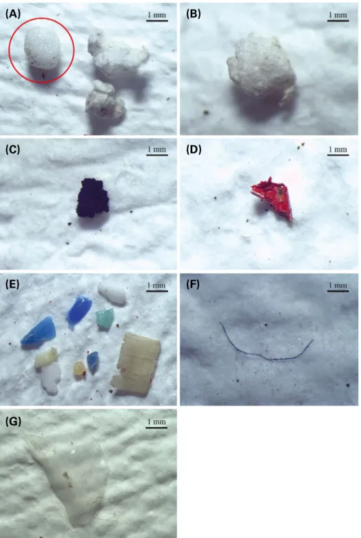 Fig. 3.  Floating plastics appeared in the study area: (A) styrofoam sphere, (B) styrofoam fragment, (C), (D) Paint particles, (E) hard plastics, (F)  fiber, and (G) film.