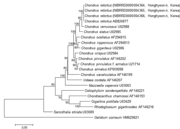 Fig. 2.  Phylogenetic tree of Chondrus species obtained from maximum-likelihood method based on rbcL sequences